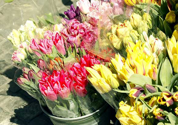 Schnittblumen, Pflanzen und Floristik von Ihrem Blumenhaus Breckwoldt
